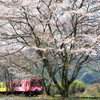 桜路線