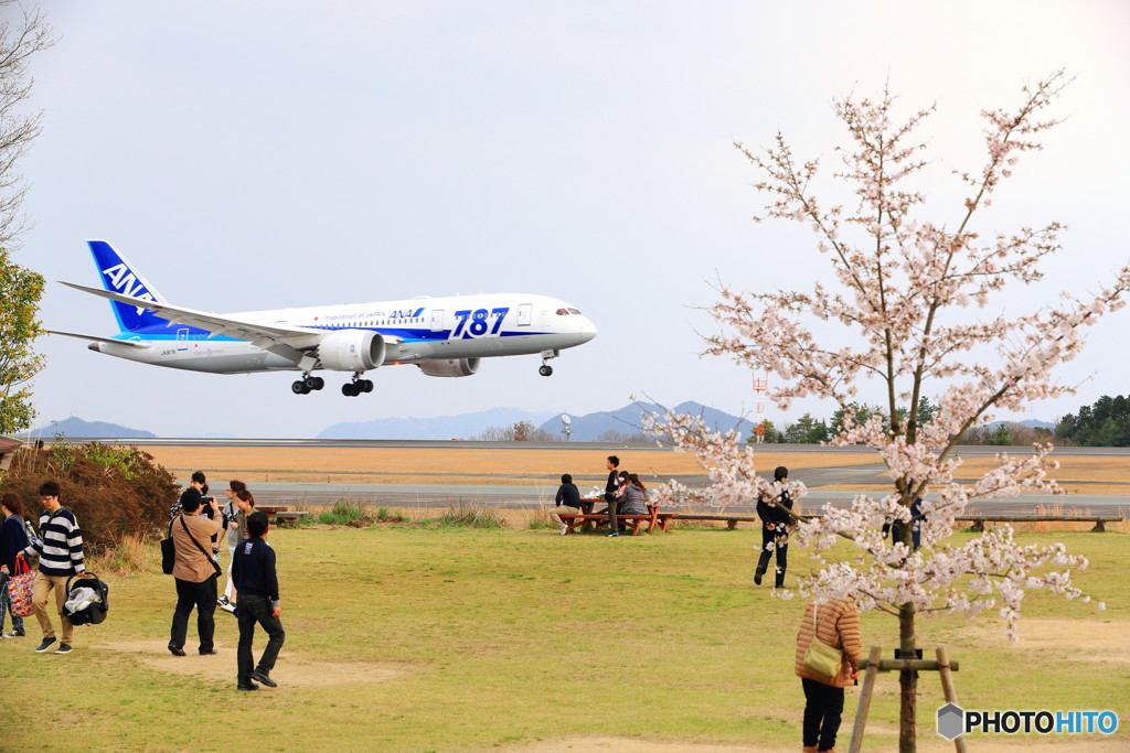 ANA　Bー787＆桜