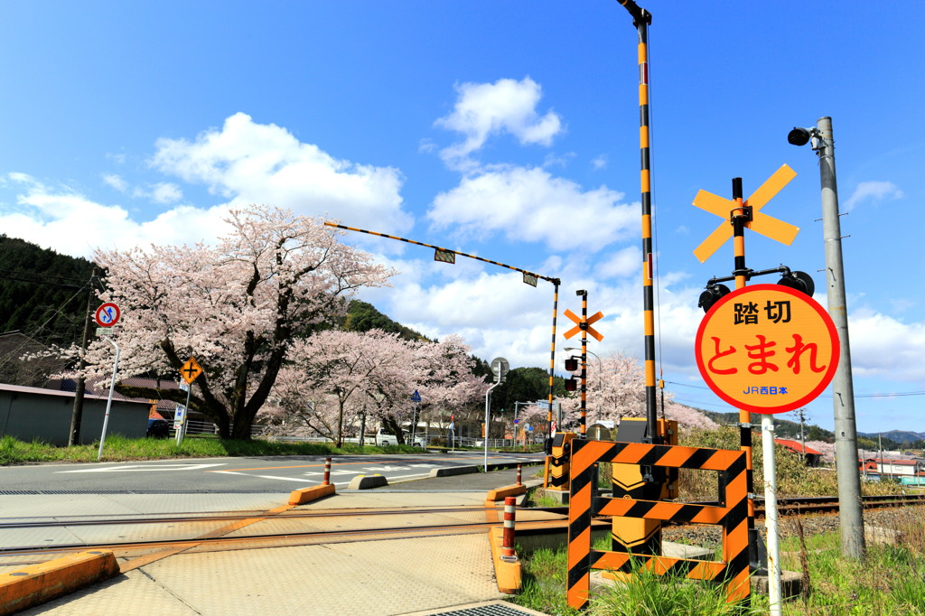 桜並木と踏切