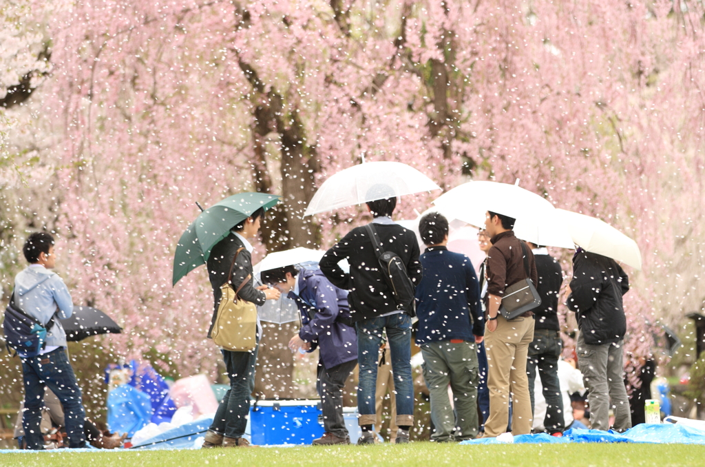 桜雨の弘前公園