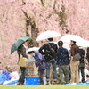 桜雨の弘前公園