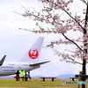 JAL Bー７３７＆桜