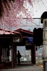 長瀞駅の桜