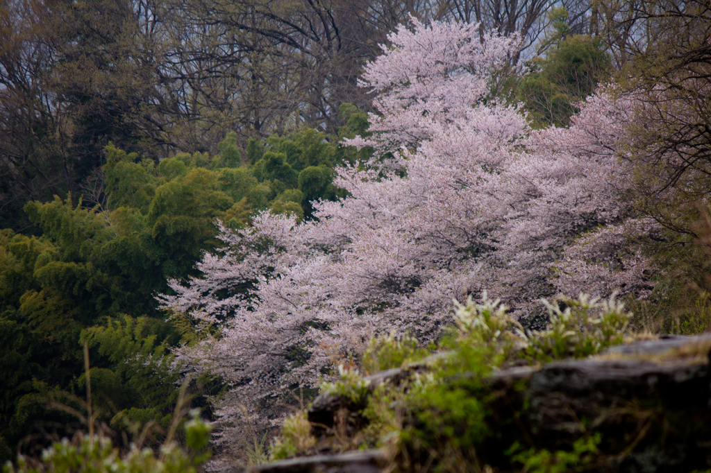 竹林と桜（と岩畳）