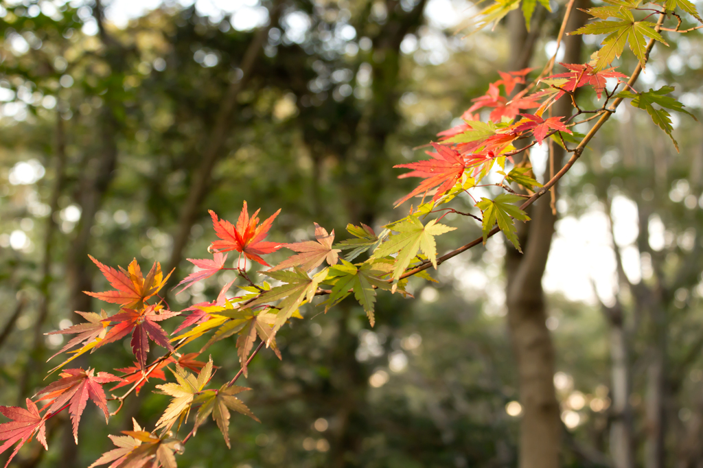 紅葉（もみじ）色々