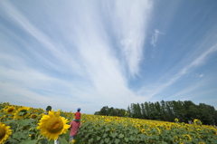 向日葵