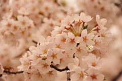 Cherry Blossoms