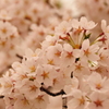 Cherry Blossoms