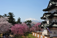 桜と山と城