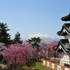 桜と山と城