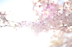 さくら