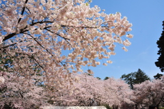 満開