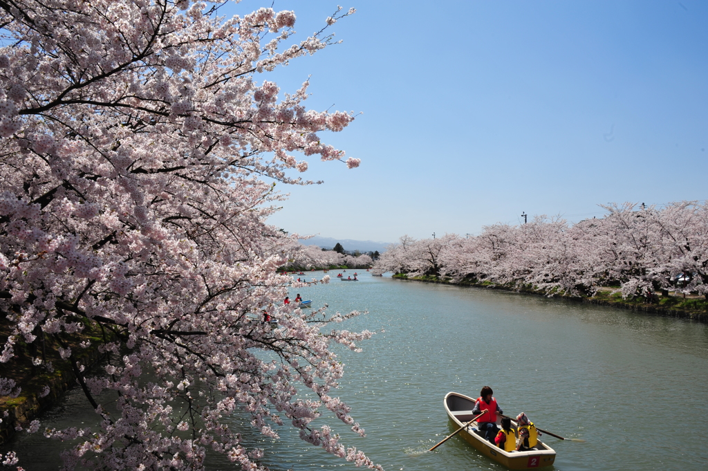 西濠の桜