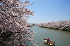 西濠の桜