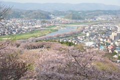 さくらの町