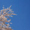 風にのって