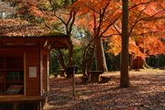 母と子の森文庫・初冬