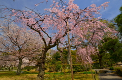 本願寺渉成園の桜