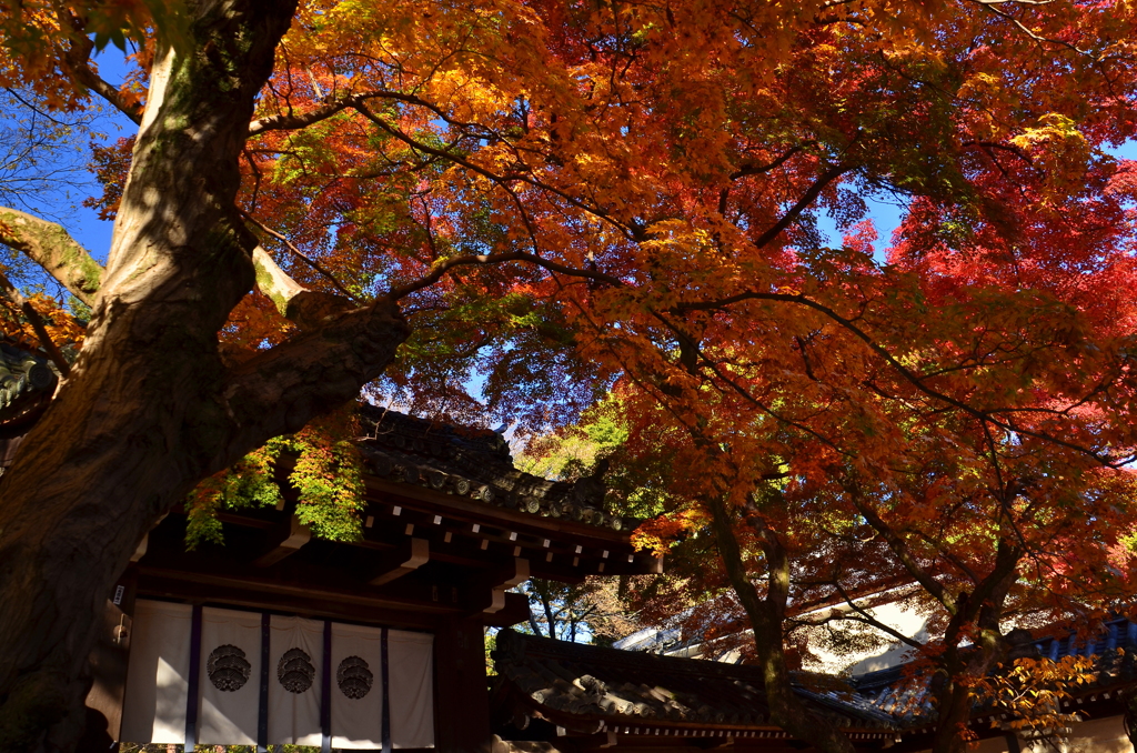 今宮神社・東門