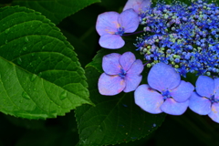 雨上がりの額紫陽花