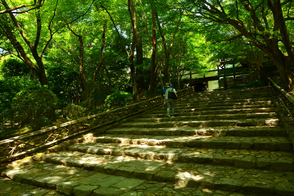 新緑の龍安寺参道５