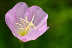 広沢池の桃色昼咲月見草