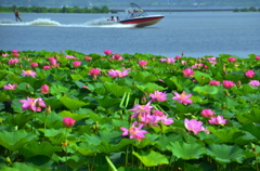 琵琶湖の夏