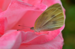 薔薇の香りに誘われて