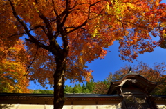 常照皇寺・勅使門１