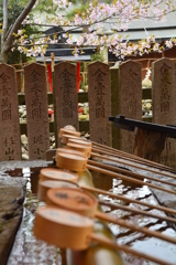 車折神社・手水舎の桜２