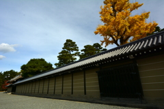 京都御所の銀杏
