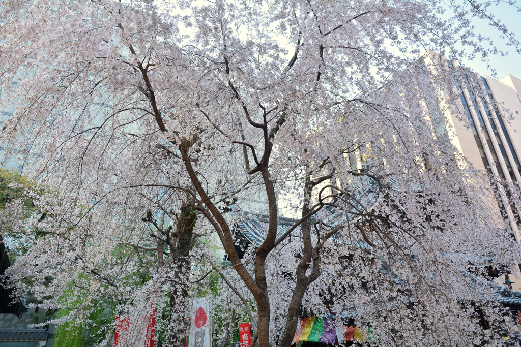 六角堂の枝垂桜