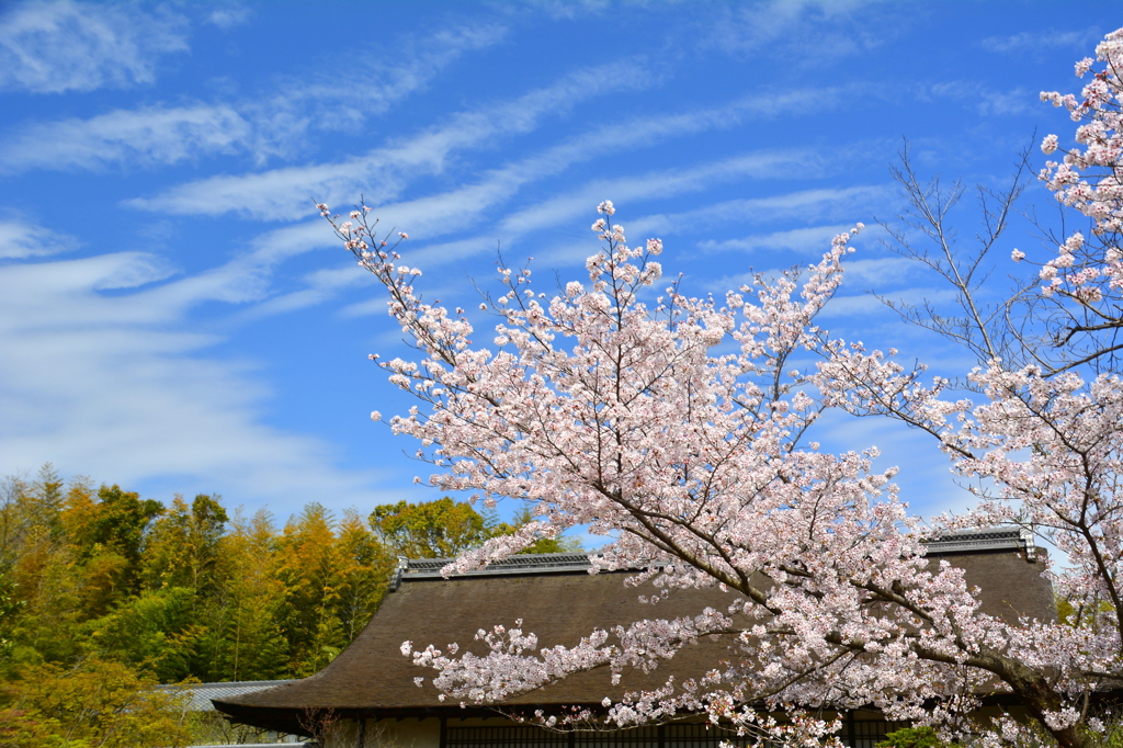 勧修寺・書院の桜