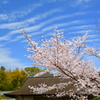 勧修寺・書院の桜