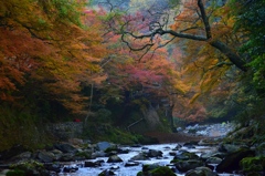 高雄・清滝川の紅葉