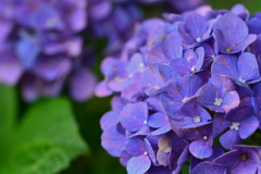 八月の紫陽花９