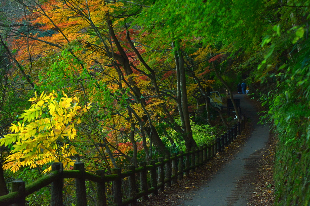 嵐山・保津峡の紅葉３