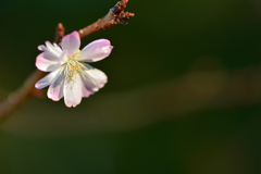 京都御苑の十月桜３