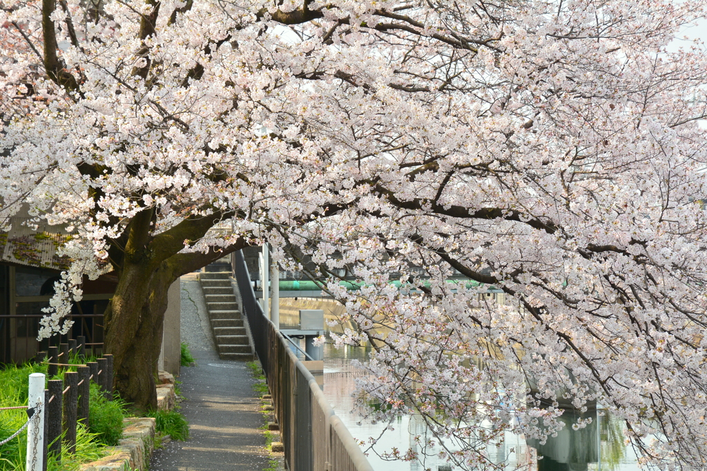 伏見インクラインの桜１