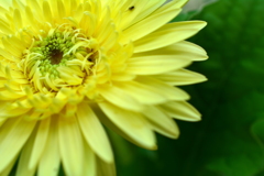 日陰の大輪の花