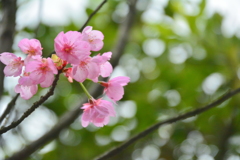 車折神社の桜３