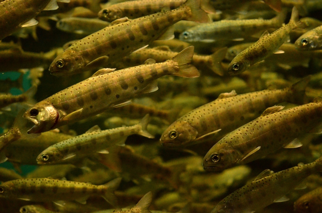 魚群