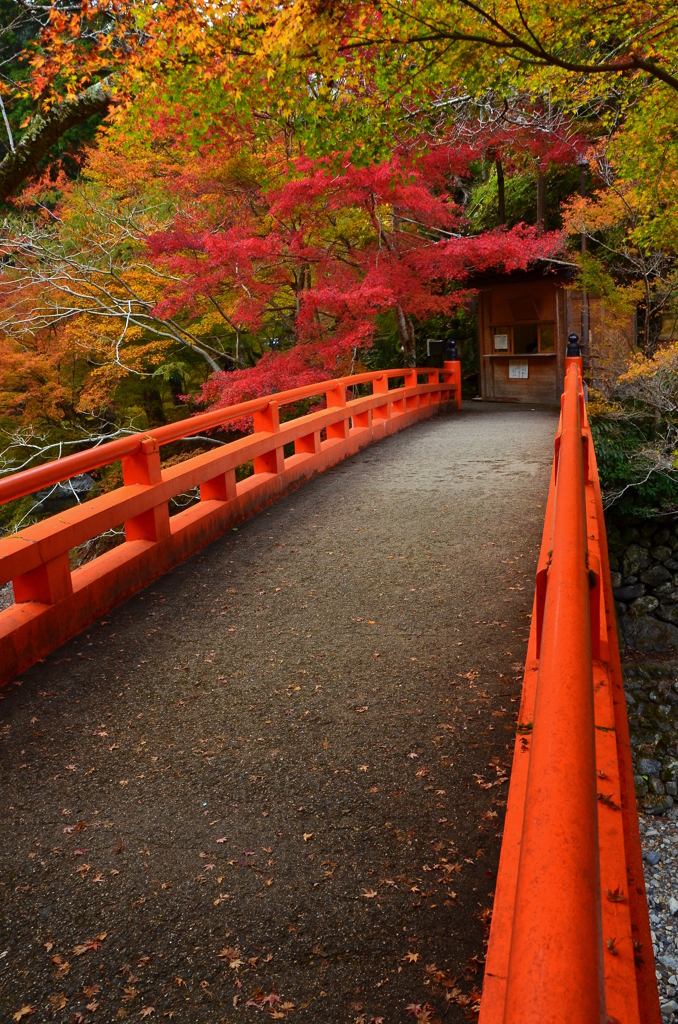 槇尾山西明寺・参道