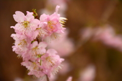 打ち捨てられた花