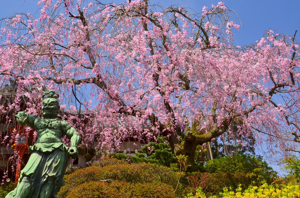 春日不動尊の枝垂桜