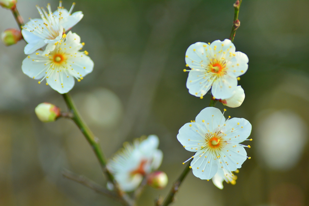 京都御苑の早咲き白梅