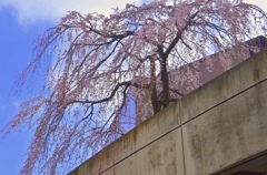 京都外大の桜