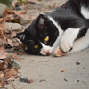 京都御苑の猫１