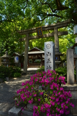 山王神社の躑躅