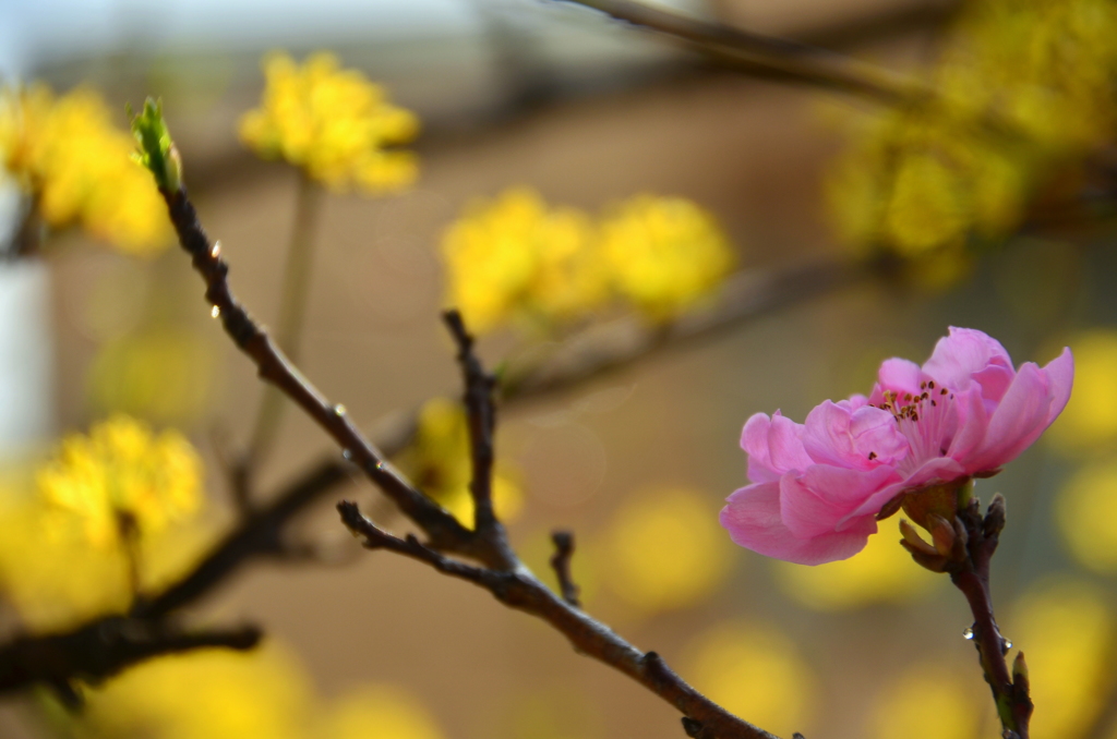 鴨川沿いの桜２